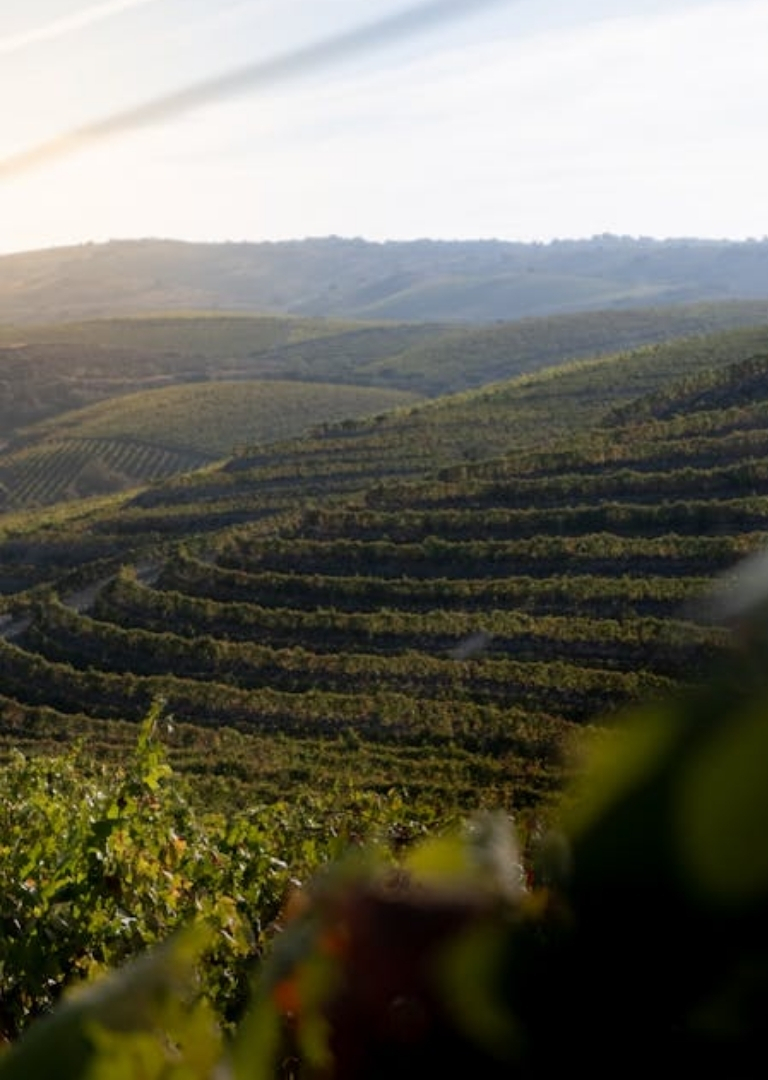 Why Portugal - Douro Region